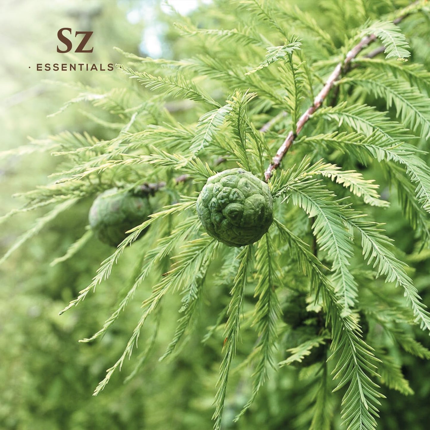 Cypress Essential Oil (Cupressus sempervirens) - 100% Pure & Undiluted - Fresh Crisp & Woody Aroma with Overtones of Earth and Evergreen - Therapeutic Grade and Vegan - 0.17 oz (5ml)