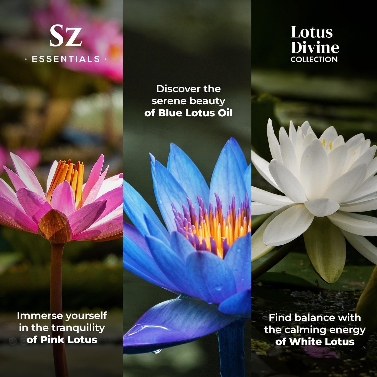 Divine Essential Oils Collection - Blue, Pink, White Lotus - Set of 3 Bottles (0.17 Fl Oz - 5ml Each) - 100% Pure, Natural & Undiluted - Therapeutic Grade & Vegan